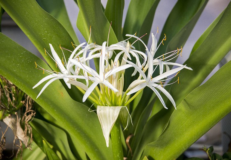 Villa Jacar | Mustique Island | CAR103