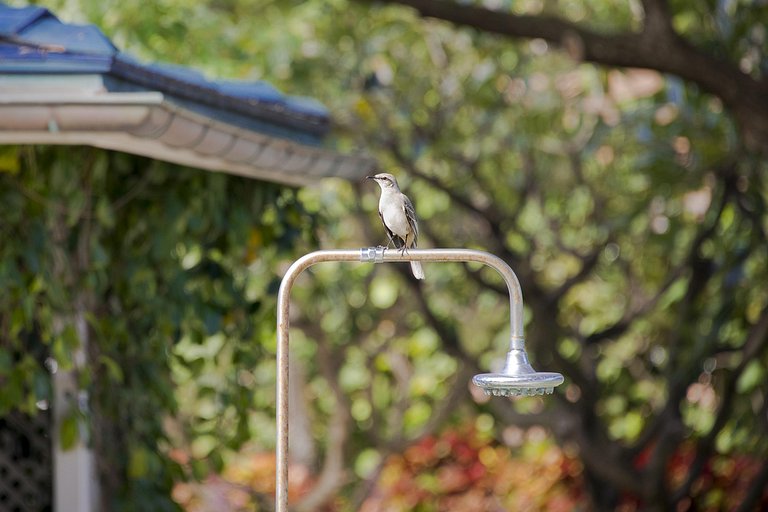 Villa Jacar | Mustique Island | CAR103